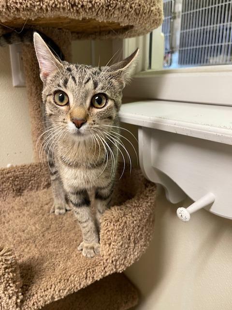 ANYA, Adoptable, Young Female Domestic Short Hair.