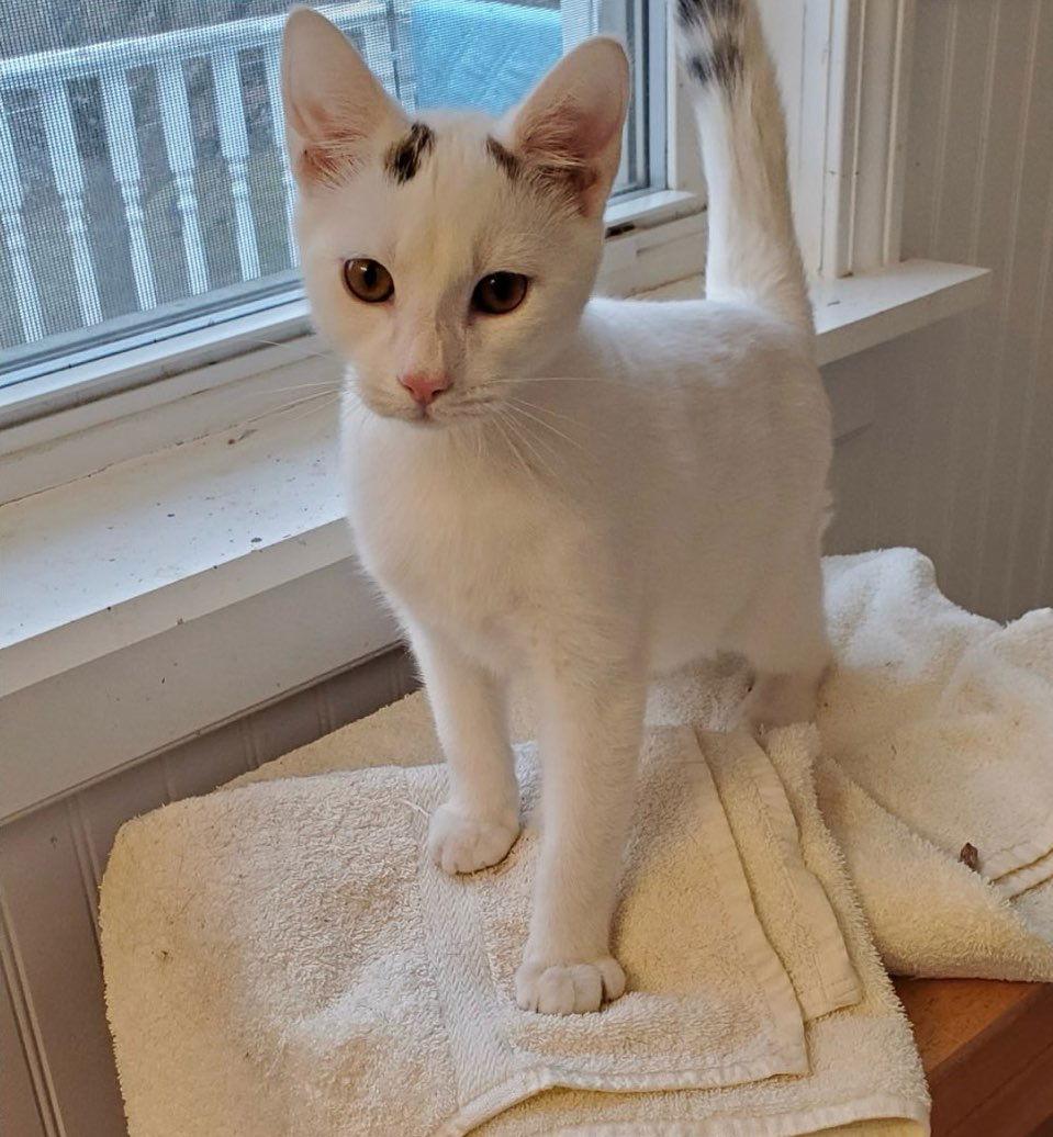 Enlarge Yeti, a Adoptable Domestic Short Hair in Naugatuck, CT image 1/2