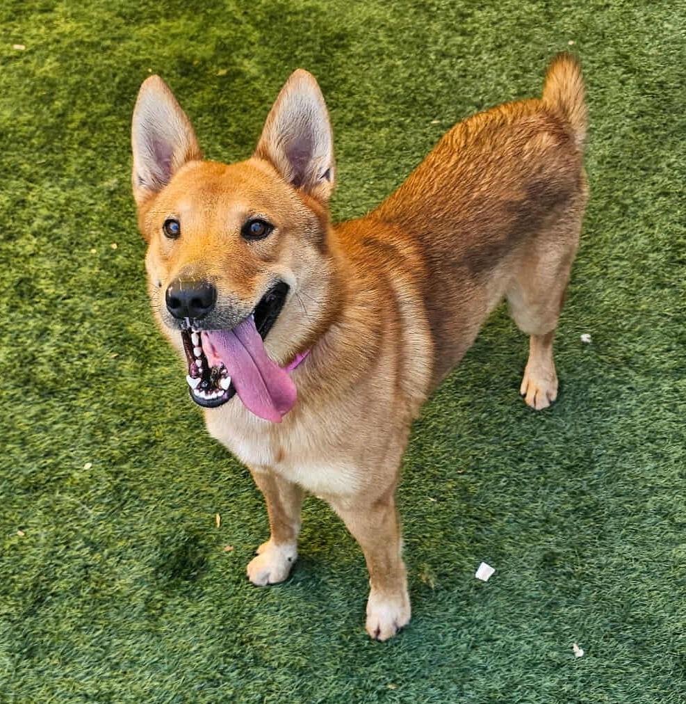 Enlarge Achilles- $75 Adoption Fee! Diamond Dog, a Adoptable mixed breed in Rockwall, TX image 1/3