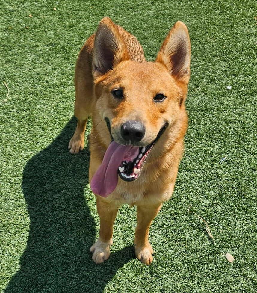 Enlarge Achilles- $75 Adoption Fee! Diamond Dog, a Adoptable mixed breed in Rockwall, TX image 2/3
