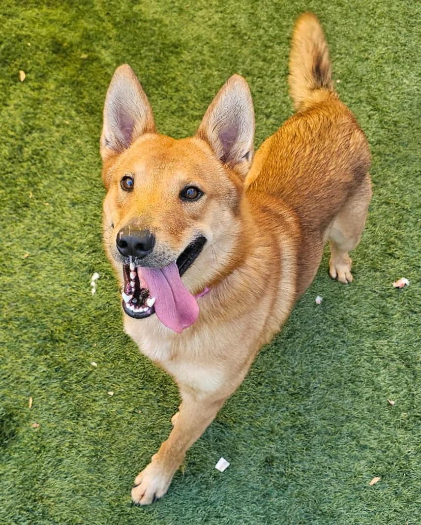 Achilles- $75 Adoption Fee! Diamond Dog, Adoptable, Adult Male Shepherd & Carolina Dog.
