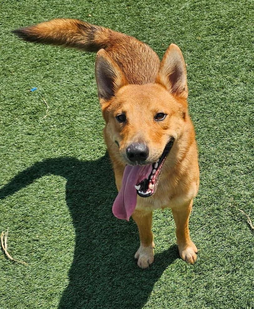 Enlarge Achilles- $75 Adoption Fee! Diamond Dog, a Adoptable mixed breed in Rockwall, TX image 3/3
