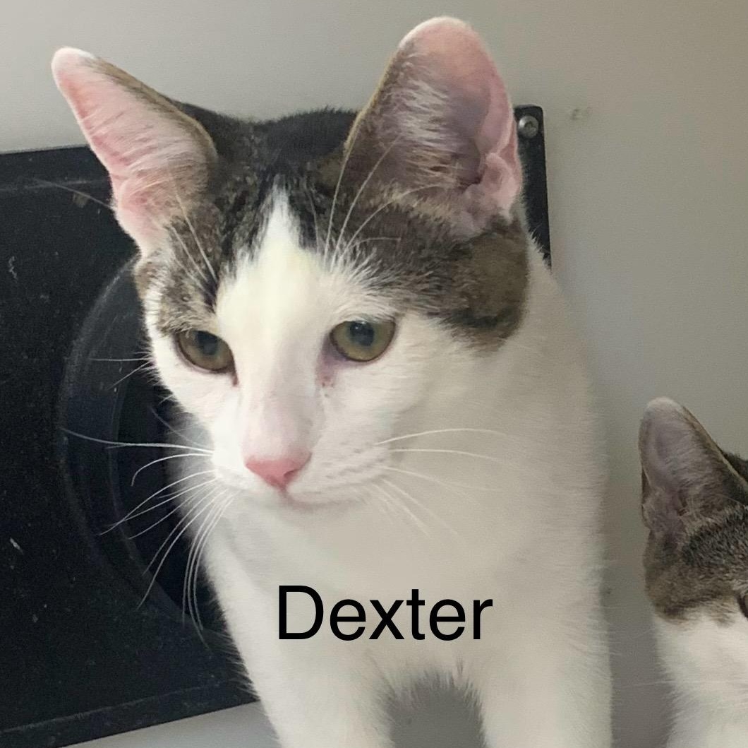 Enlarge Dexter, a ADOPTABLE mixed breed in Hollister, CA image 2/4