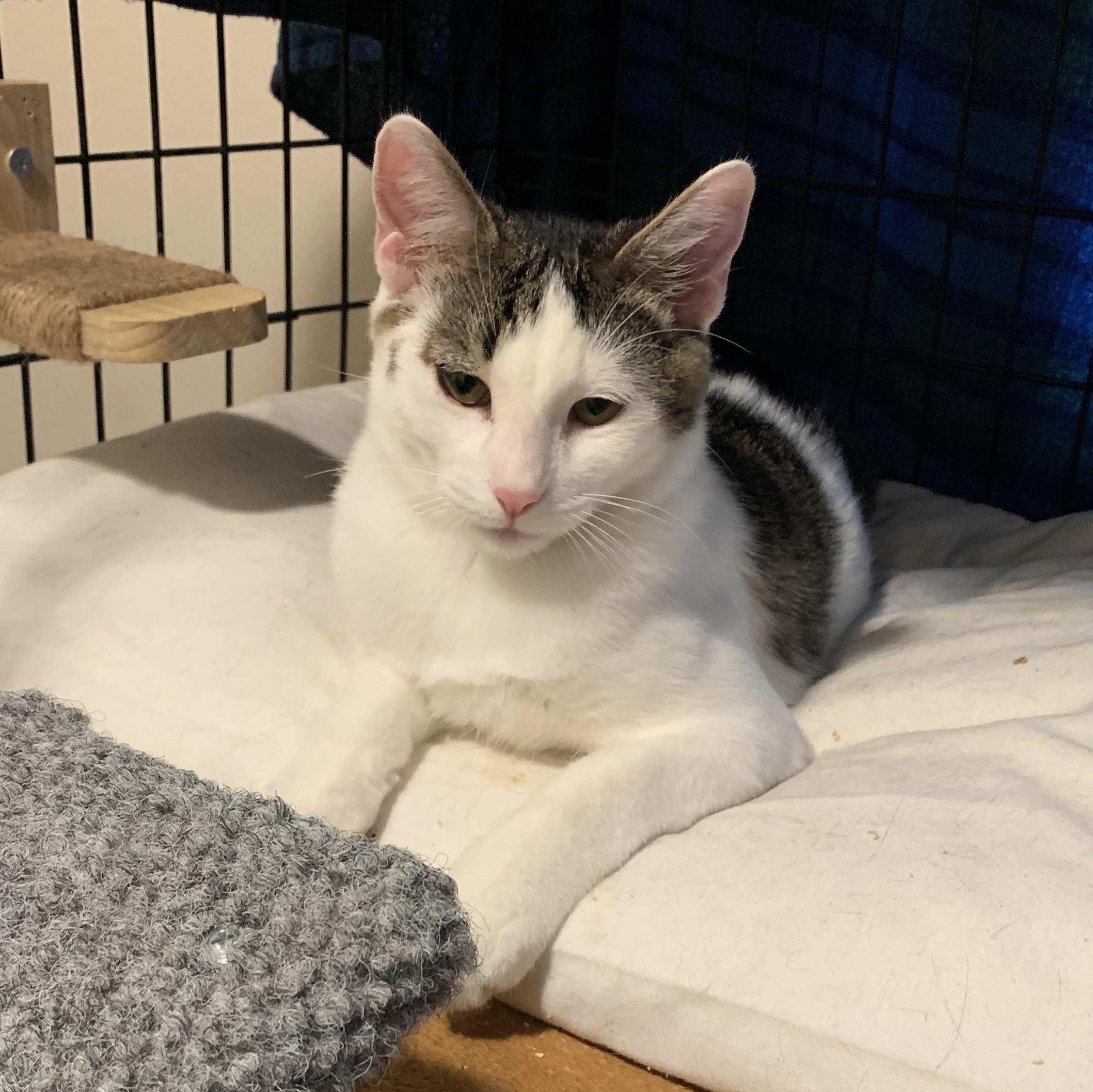 Dexter, ADOPTABLE, Young Male Domestic Short Hair.