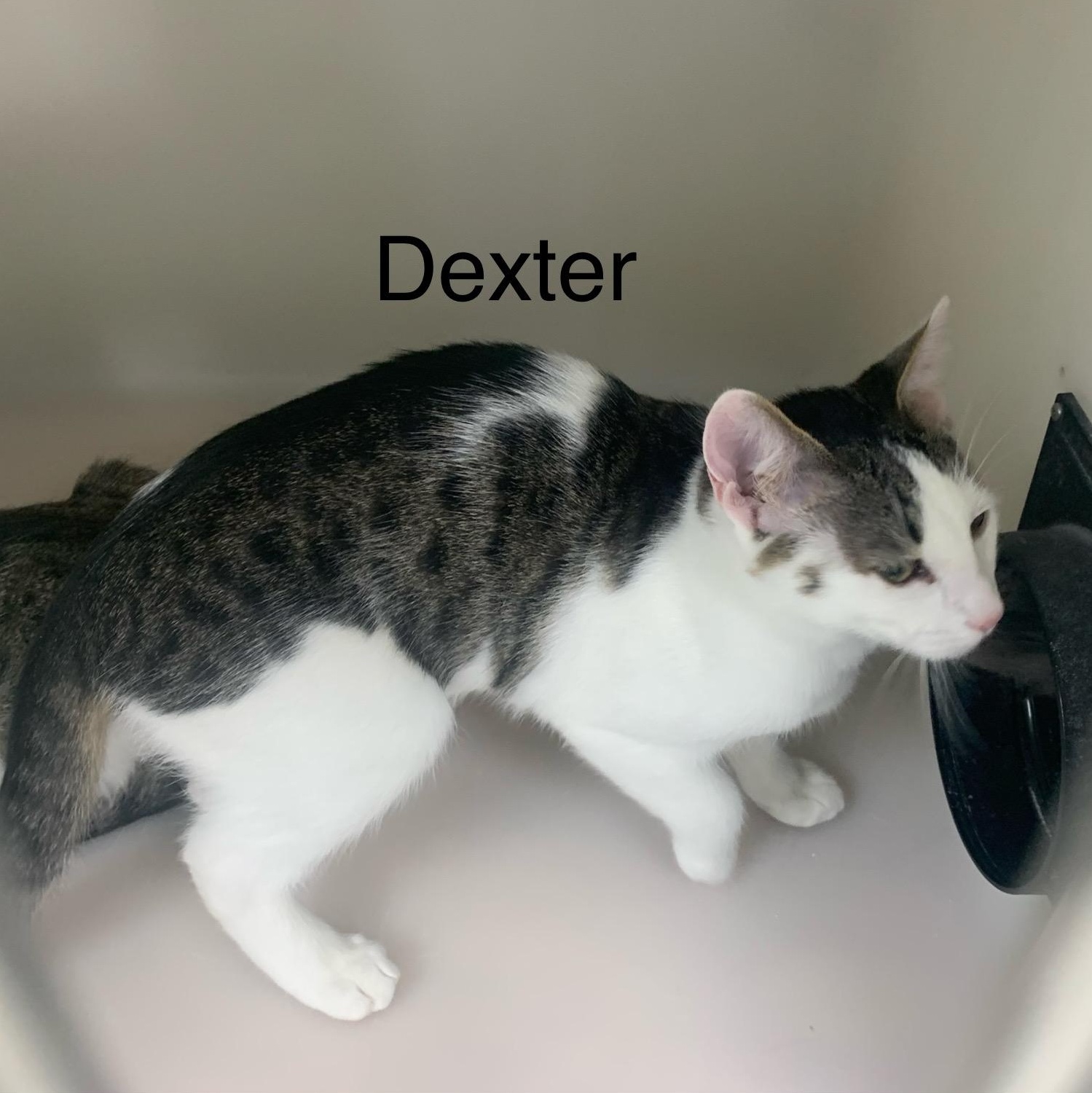 Enlarge Dexter, a ADOPTABLE mixed breed in Hollister, CA image 3/4