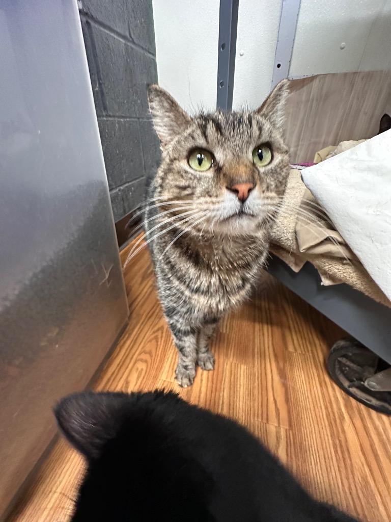 Maisie, Adoptable, Adult Female Domestic Short Hair.