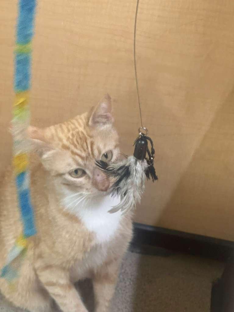 Enlarge Pepper Ann, a ADOPTABLE Tabby in San Mateo, CA image 3/5