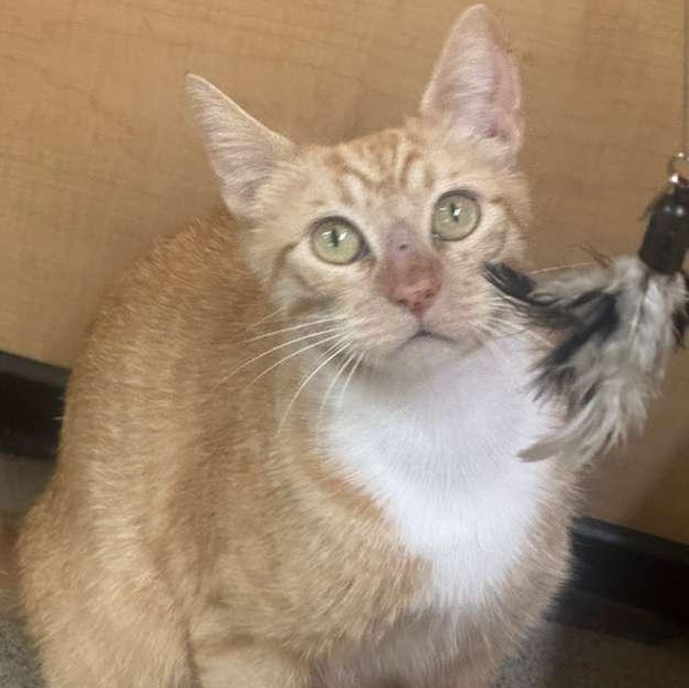 Pepper Ann, ADOPTABLE, Young Female Tabby.