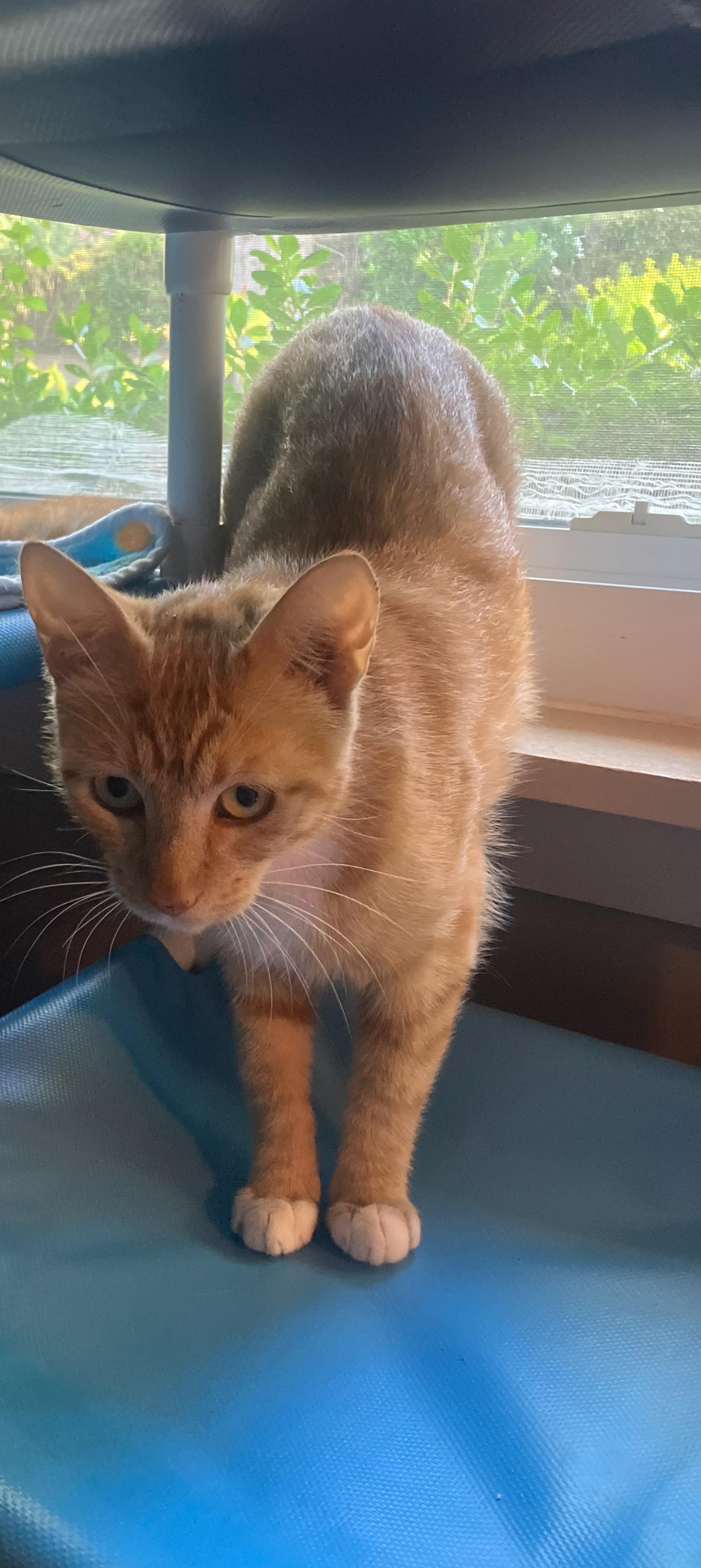 Enlarge Pepper Ann, a ADOPTABLE Tabby in San Mateo, CA image 5/5