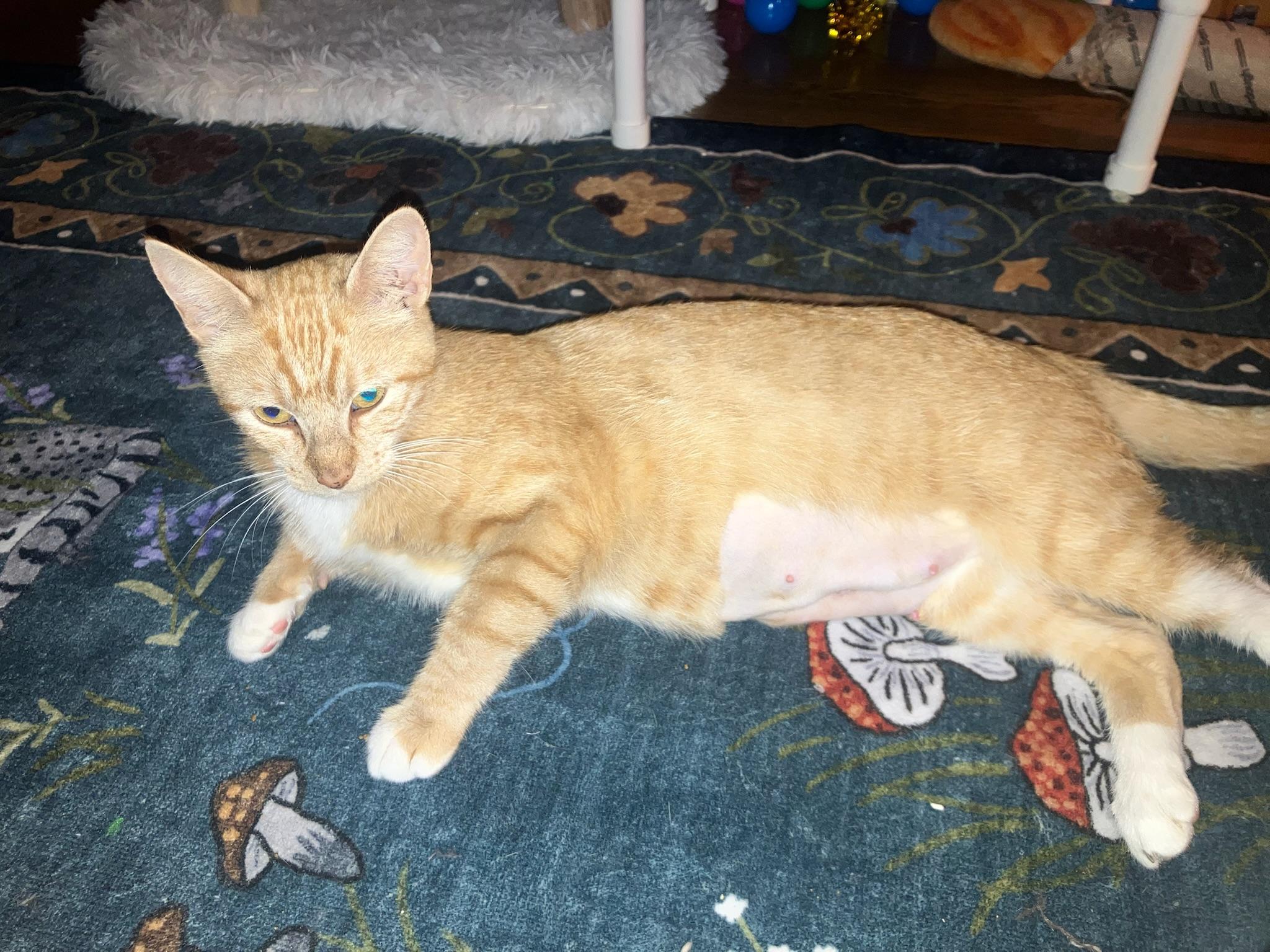 Enlarge Pepper Ann, a ADOPTABLE Tabby in San Mateo, CA image 4/5