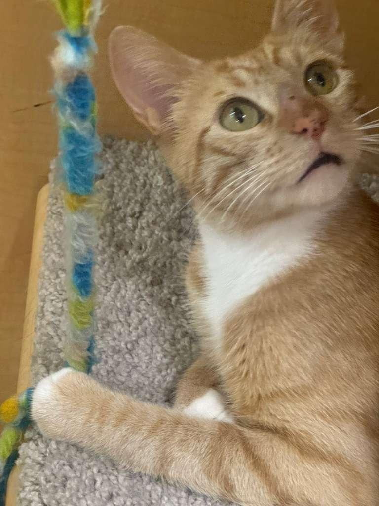 Enlarge Pepper Ann, a ADOPTABLE Tabby in San Mateo, CA image 2/5