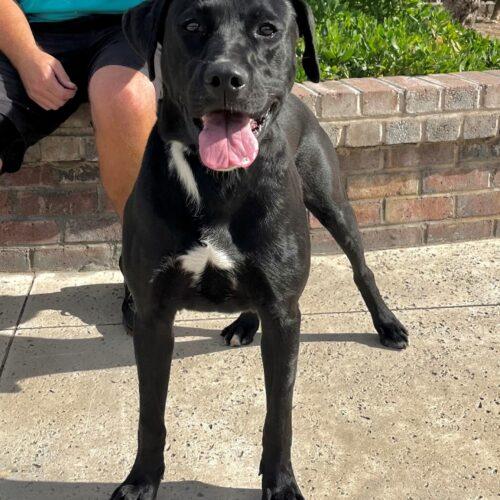 Cash, Adoptable, Young Male Black Labrador Retriever.
