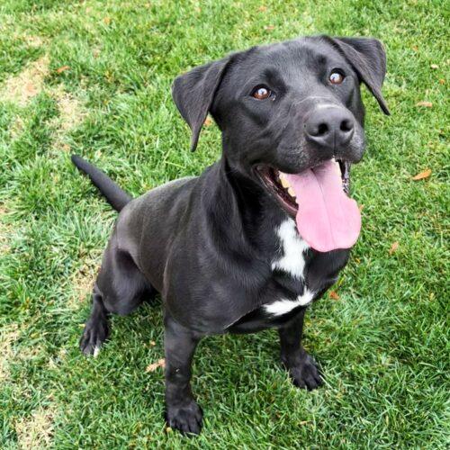 Enlarge Cash, a Adoptable Black Labrador Retriever in Lathrop, CA image 2/3