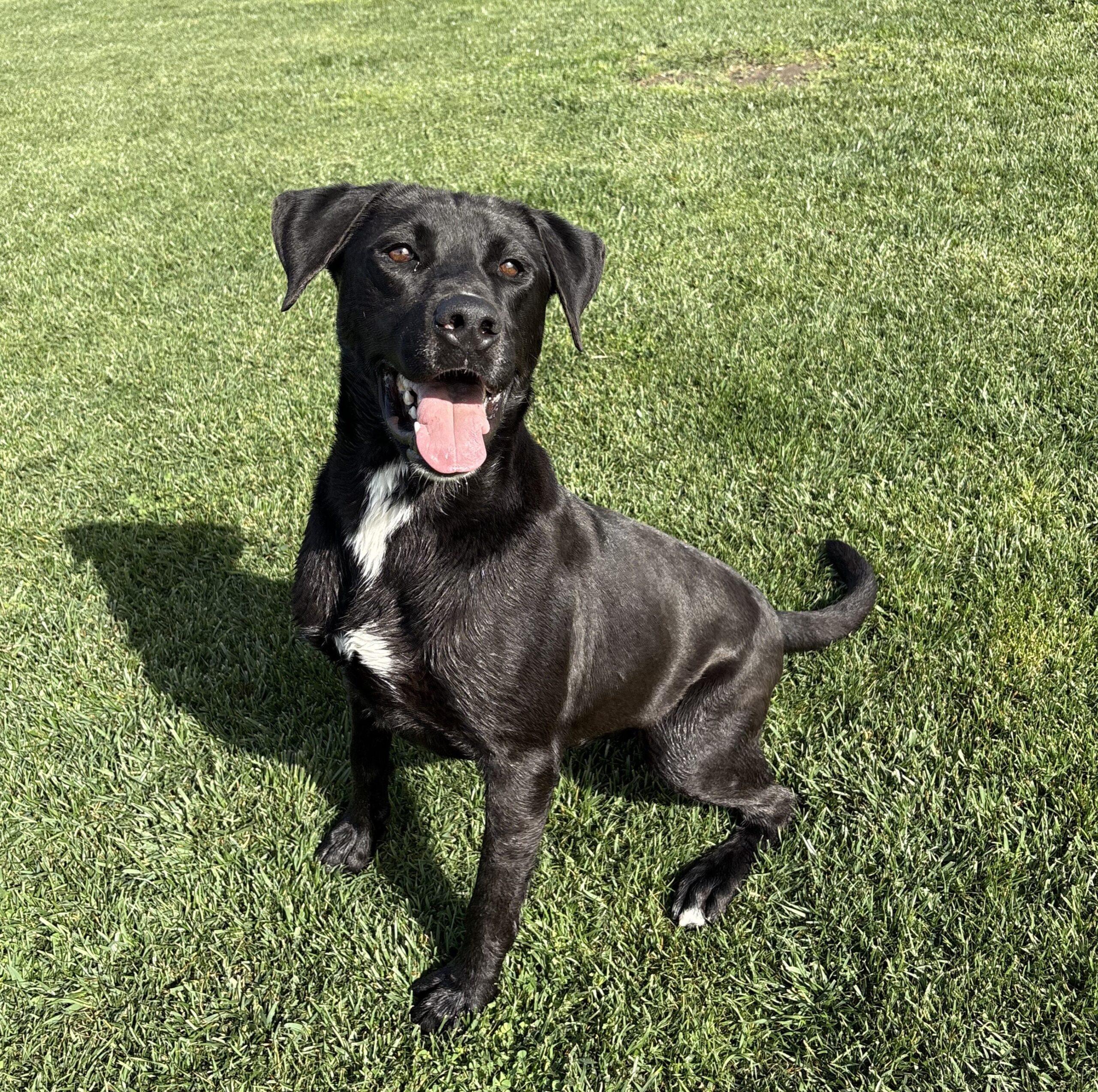 Enlarge Cash, a Adoptable Black Labrador Retriever in Lathrop, CA image 3/3