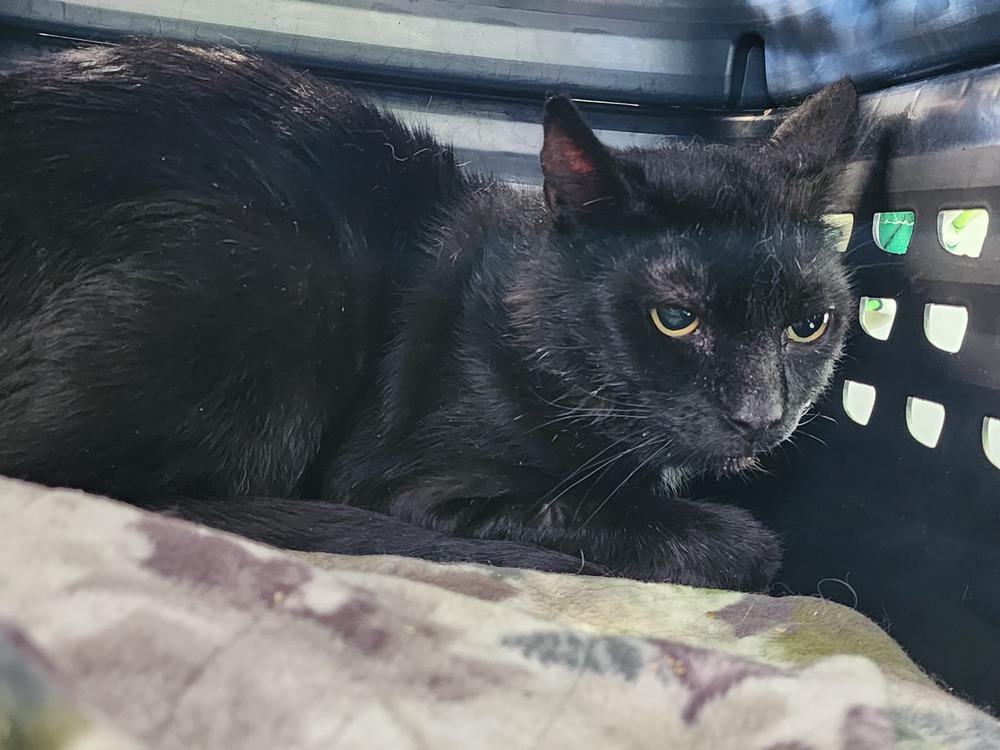 Enlarge Beignet, a Adoptable Domestic Short Hair in Cary, NC image 1/1