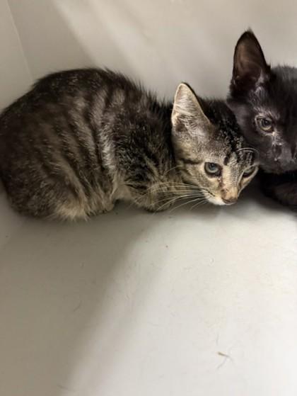 Greyson, Adoptable, Young Male Domestic Short Hair & Domestic Short Hair.