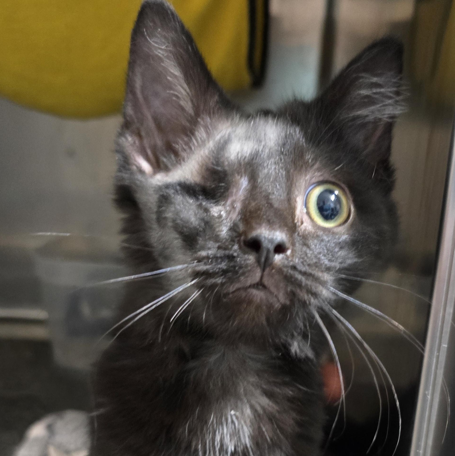 Blackbeard, a Adoptable Domestic Short Hair in Quincy, OH image 1/2