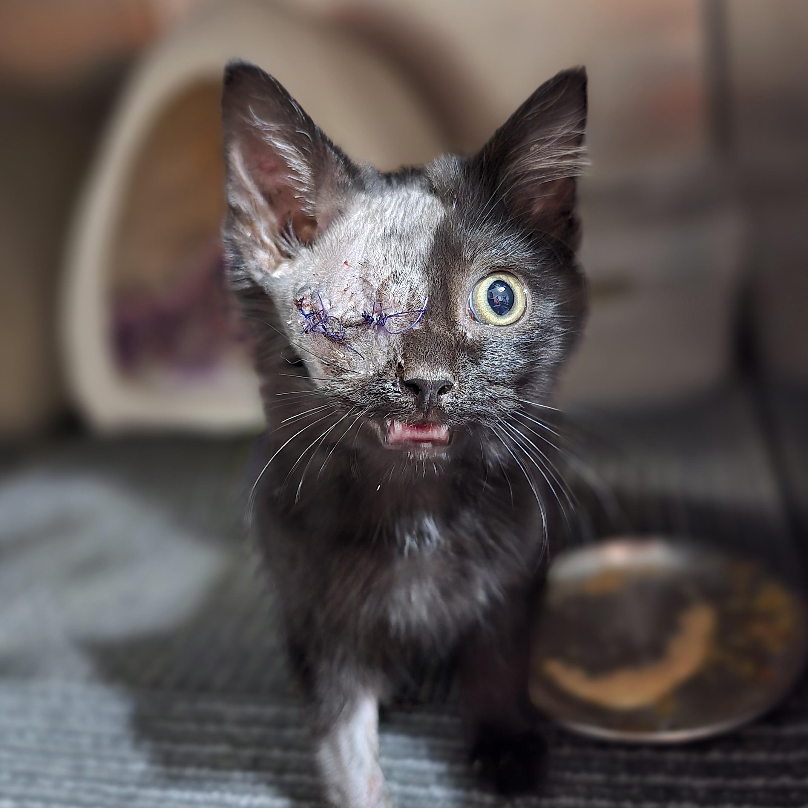 Blackbeard, a Adoptable Domestic Short Hair in Quincy, OH image 2/2