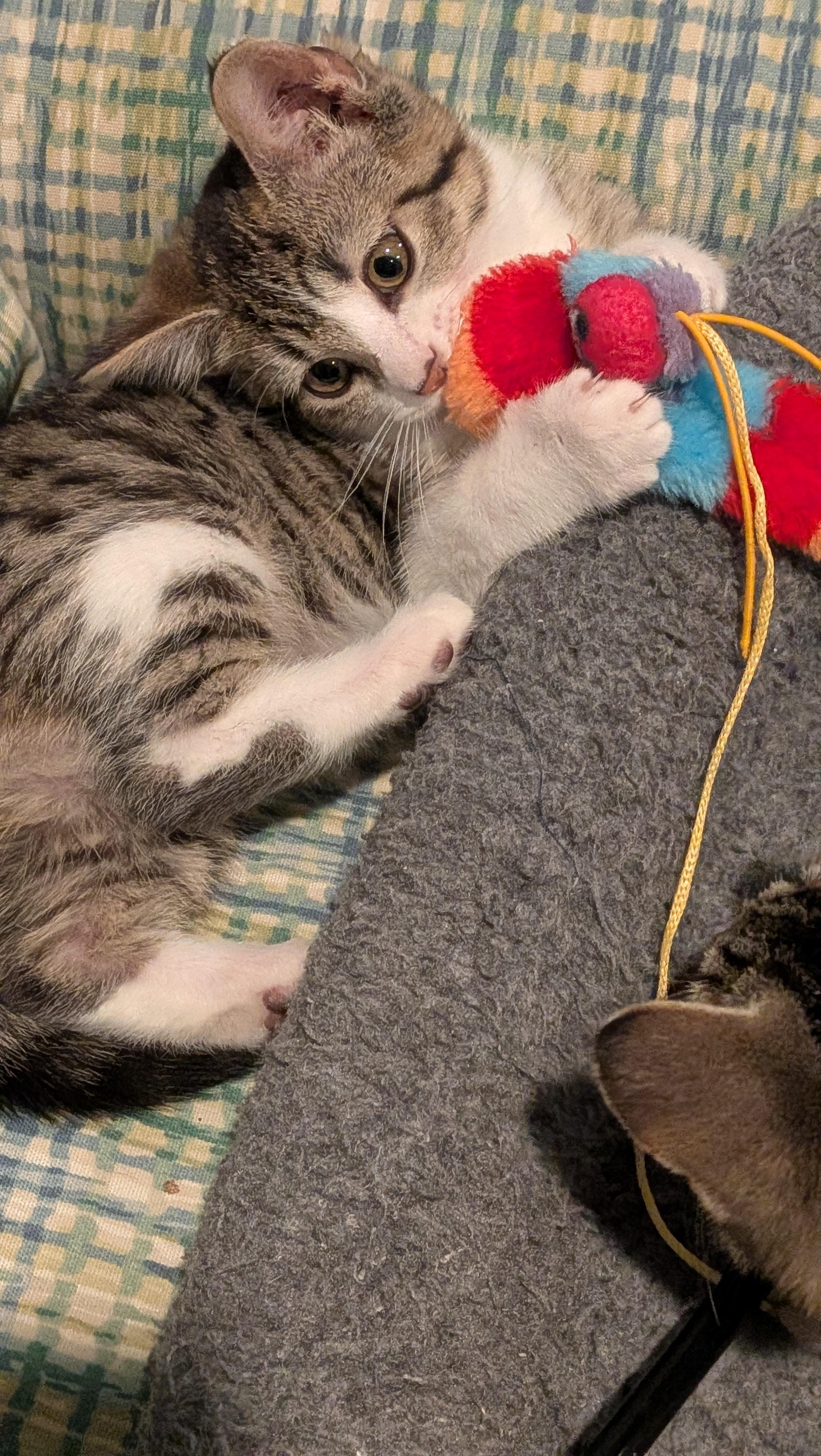 Enlarge Priscilla, a ADOPTABLE Domestic Short Hair in Wilmington, NC image 4/6