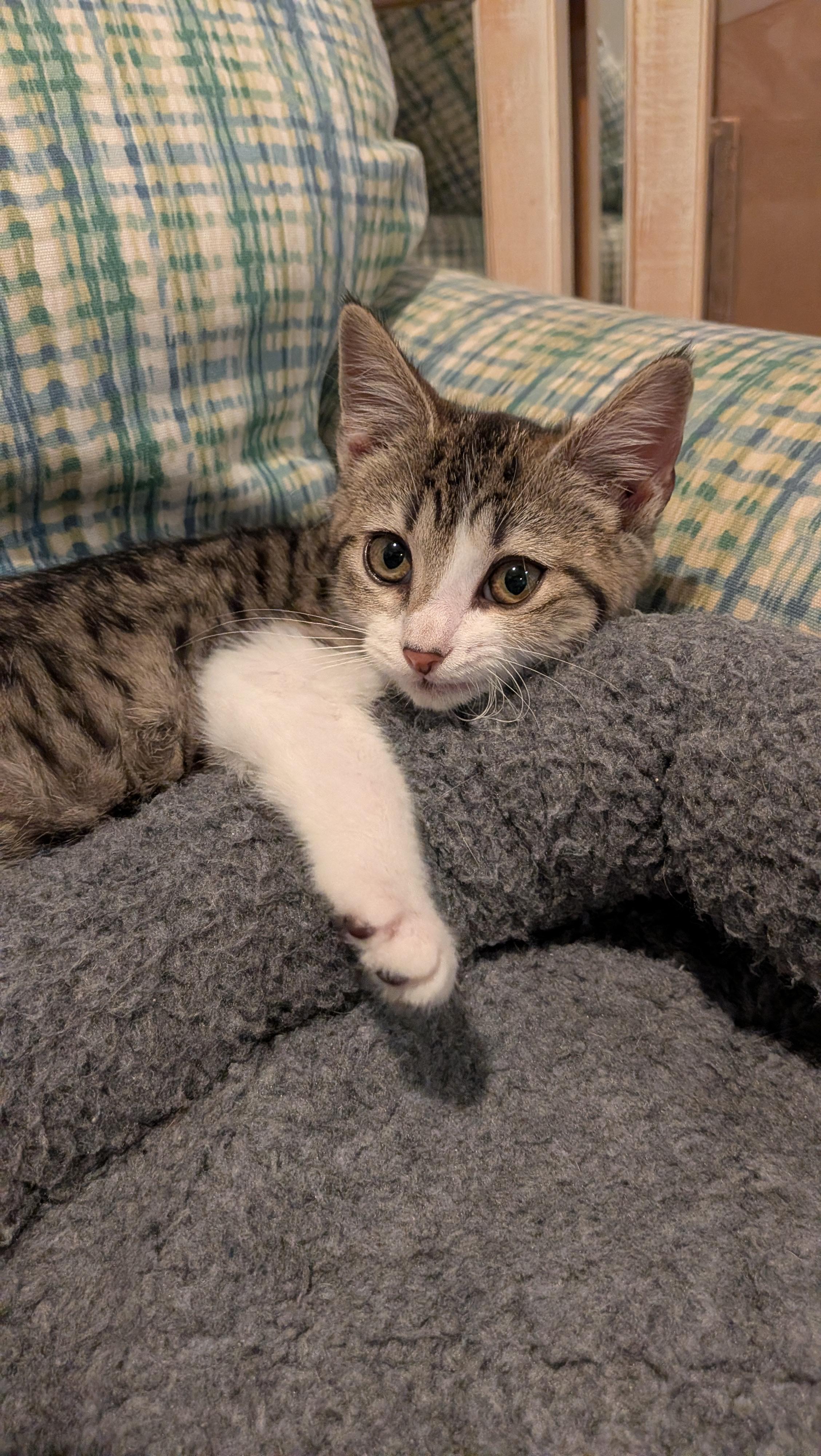 Priscilla, ADOPTABLE, Kitten Female Domestic Short Hair.