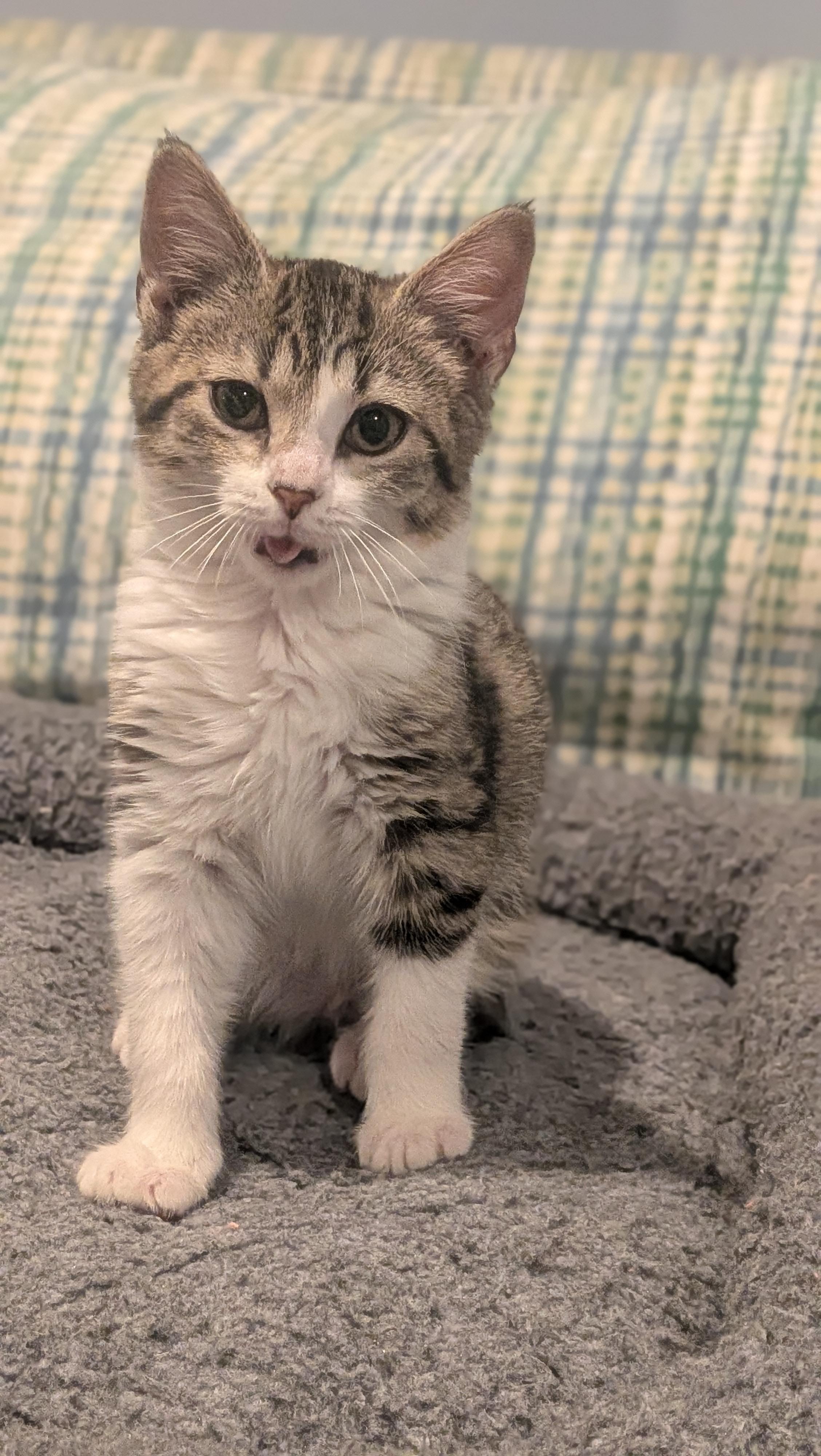 Enlarge Priscilla, a ADOPTABLE Domestic Short Hair in Wilmington, NC image 5/6