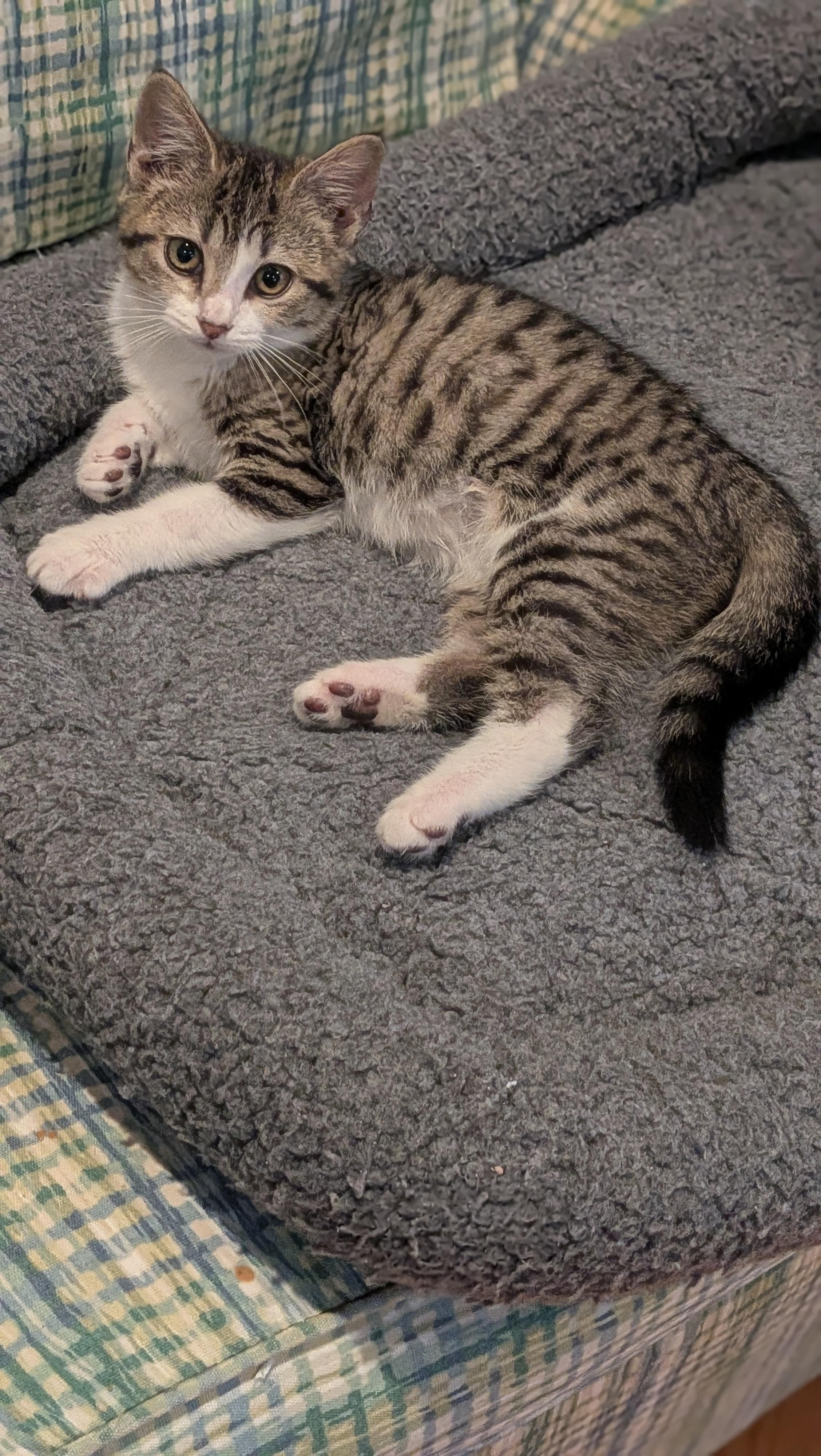 Enlarge Priscilla, a ADOPTABLE Domestic Short Hair in Wilmington, NC image 2/6