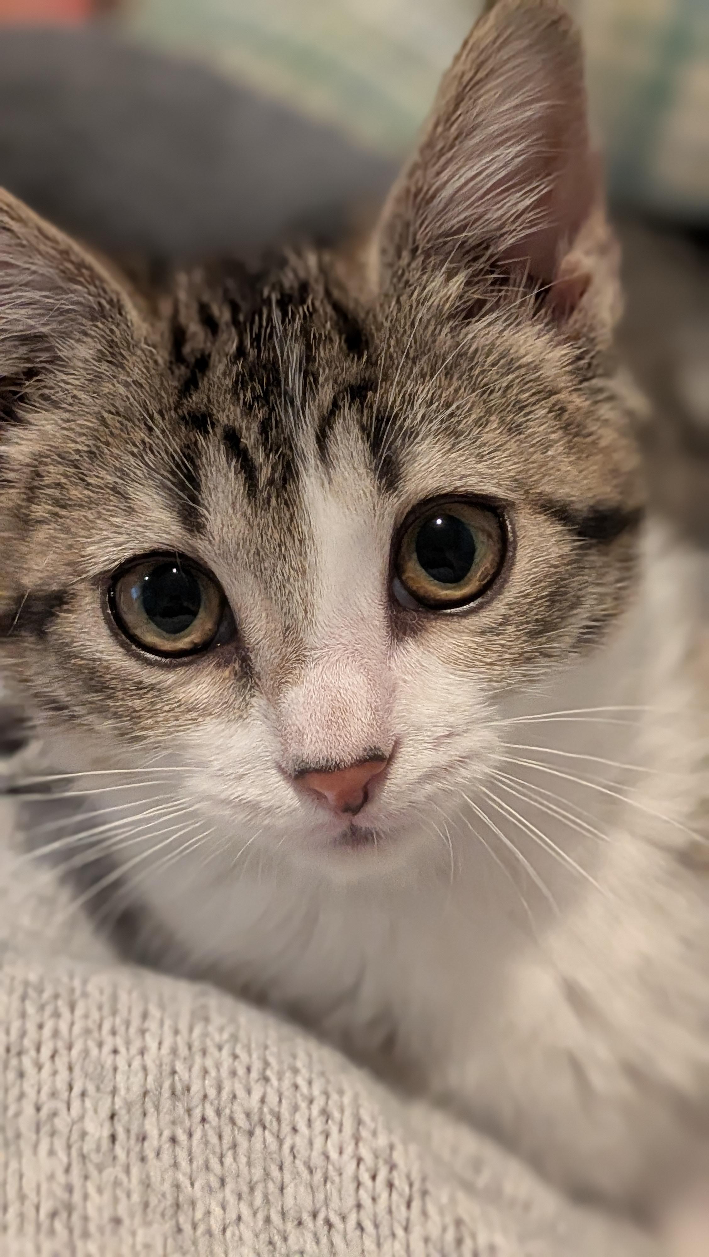 Enlarge Priscilla, a ADOPTABLE Domestic Short Hair in Wilmington, NC image 3/6