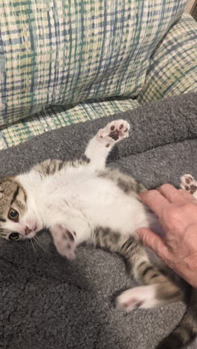 Enlarge Priscilla, a ADOPTABLE Domestic Short Hair in Wilmington, NC video 6/6