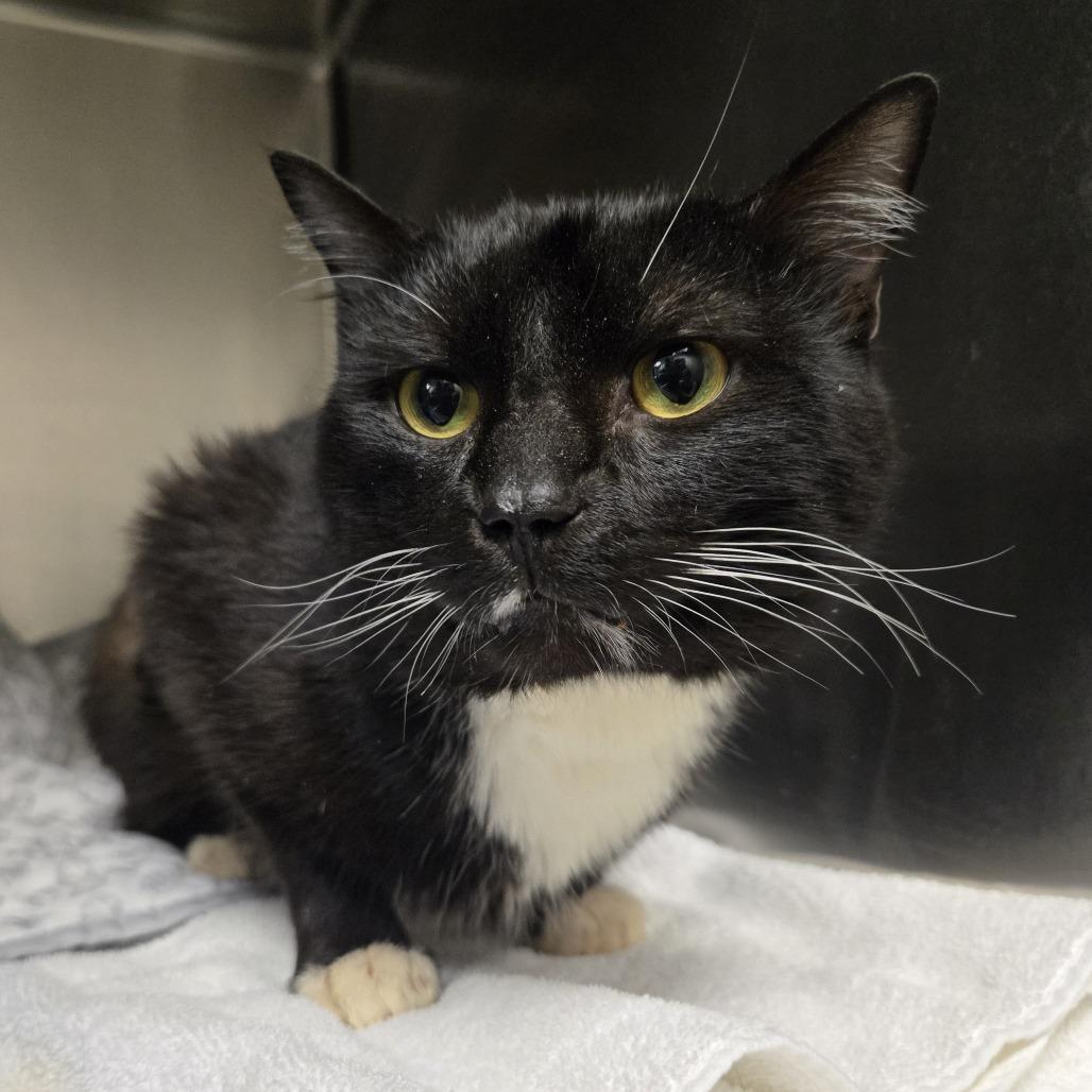 Bailey, Adoptable, Adult Male Domestic Short Hair.