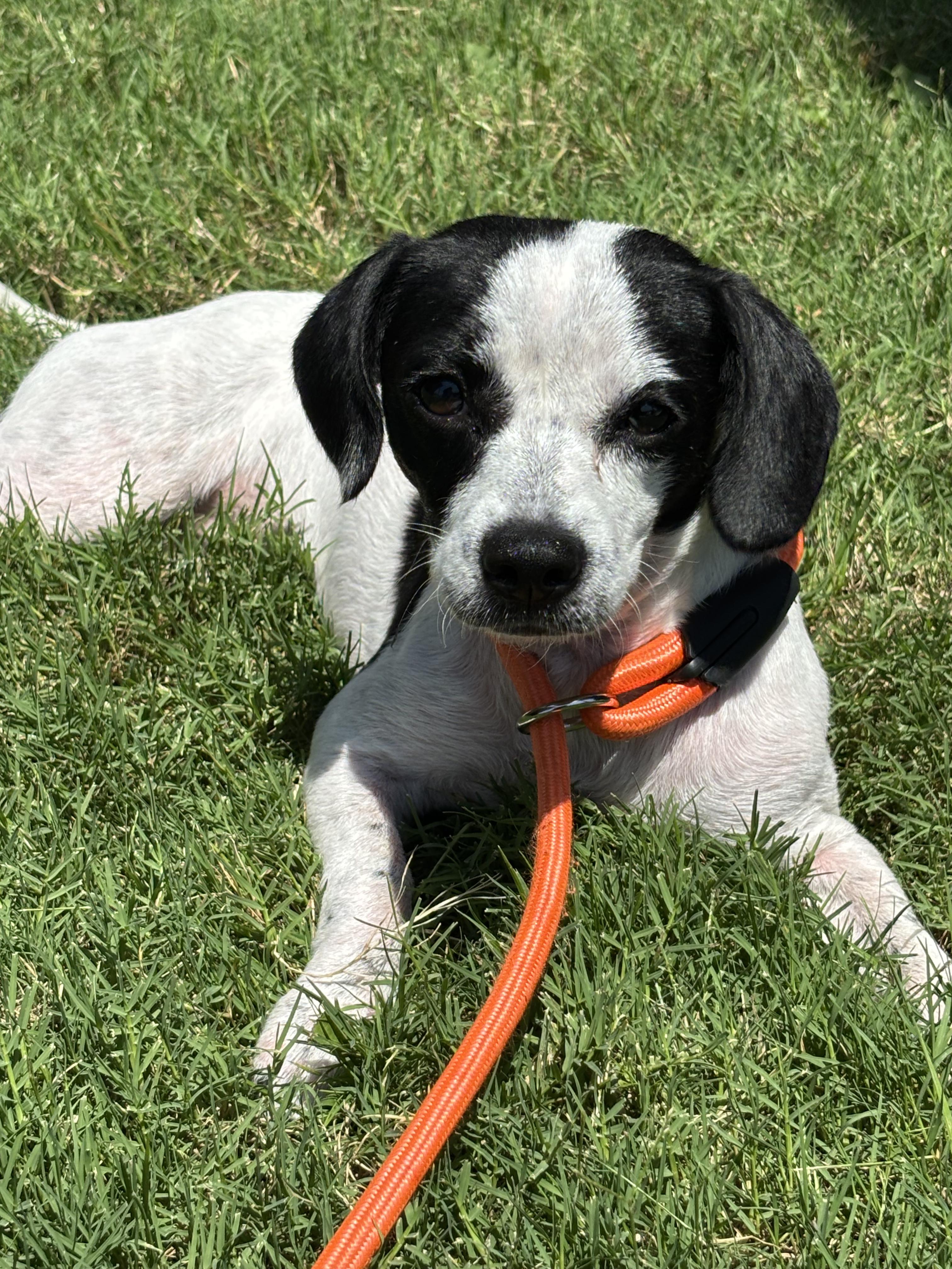 Kiwi, Adoptable, Young Female Chihuahua.