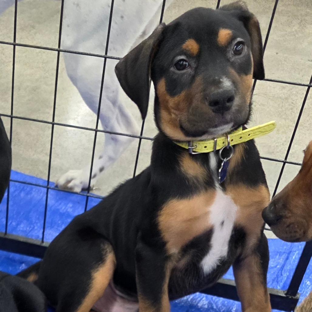 Enlarge King, a Adoptable Mixed Breed in Lima, OH image 3/5