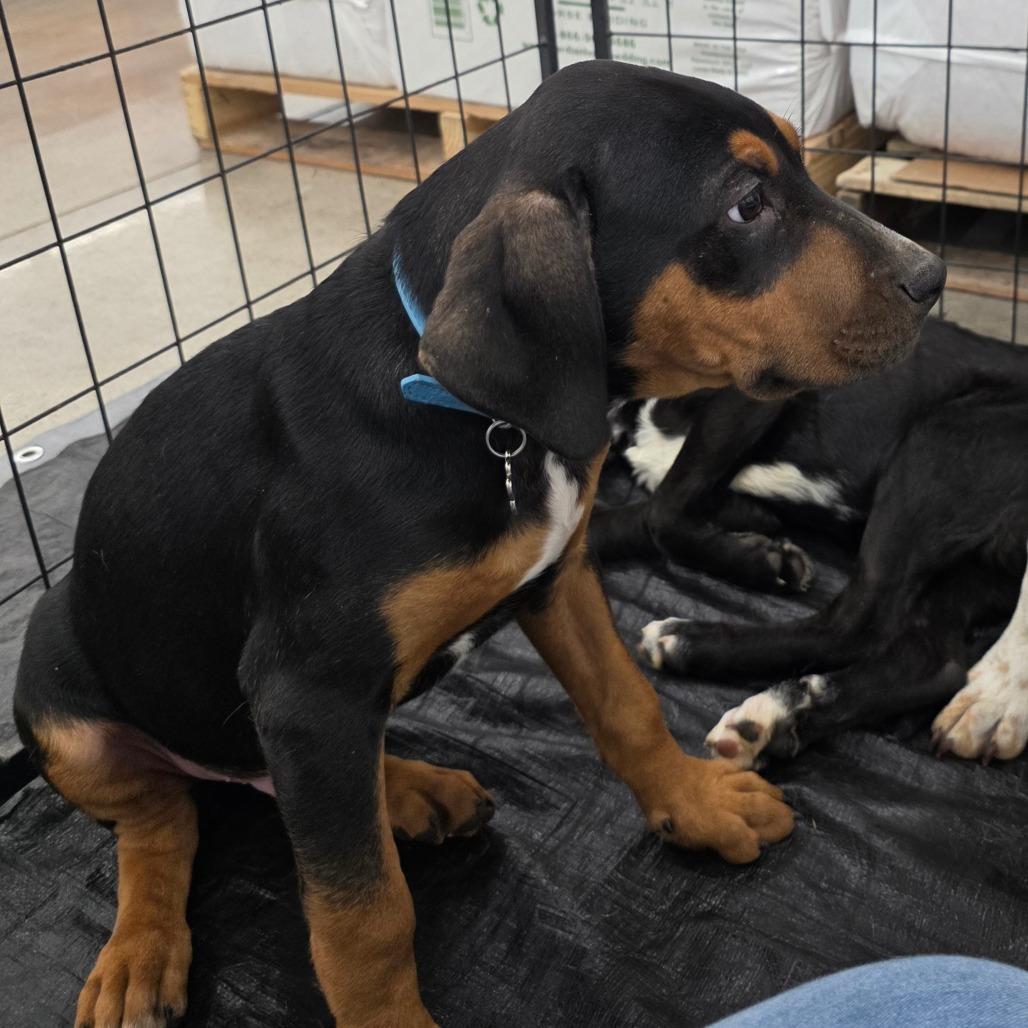 Enlarge King, a Adoptable Mixed Breed in Lima, OH image 4/5