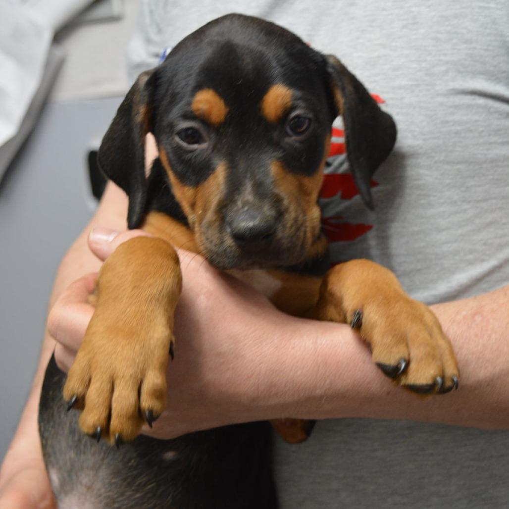 Enlarge King, a Adoptable Mixed Breed in Lima, OH image 5/5