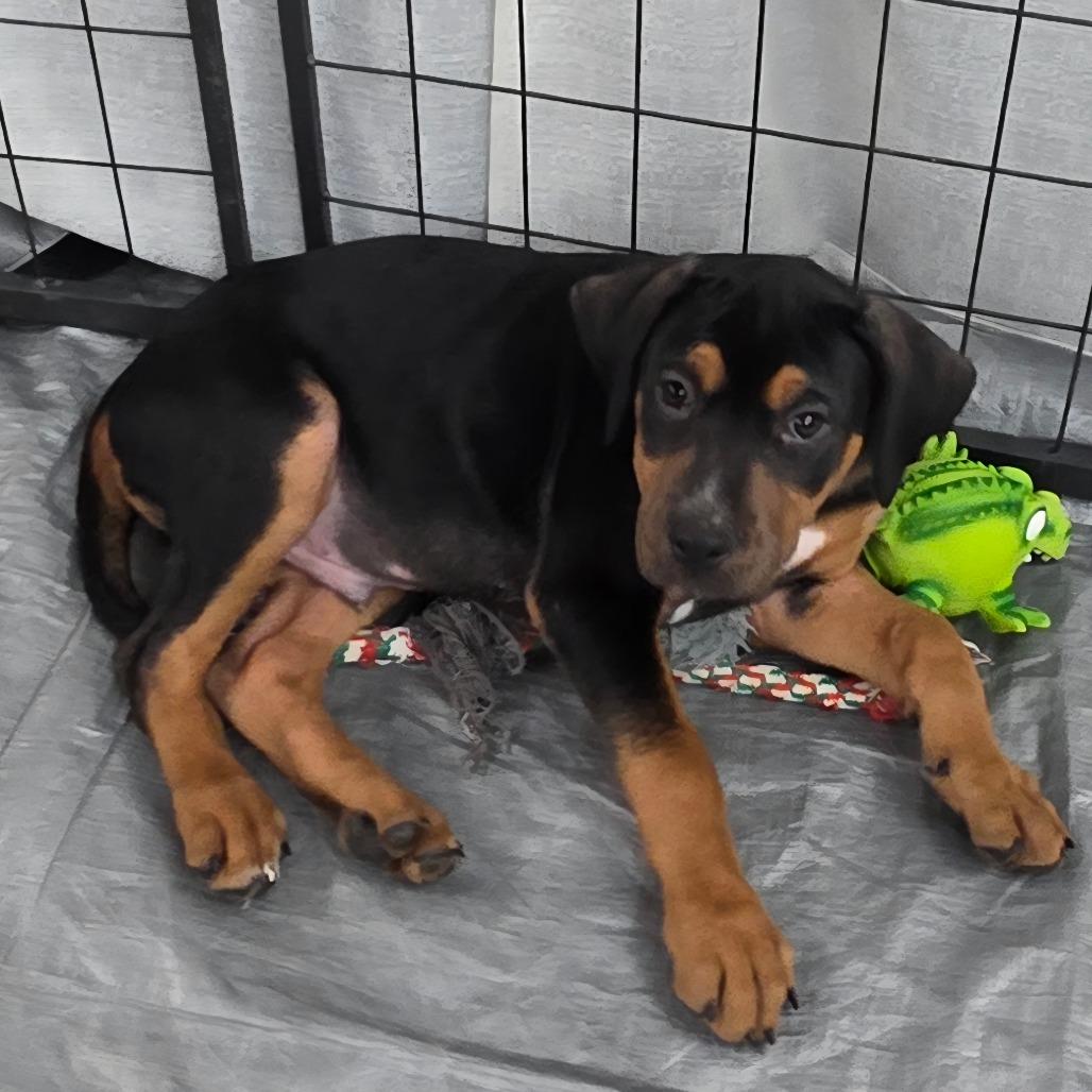 Enlarge King, a Adoptable Mixed Breed in Lima, OH image 1/5