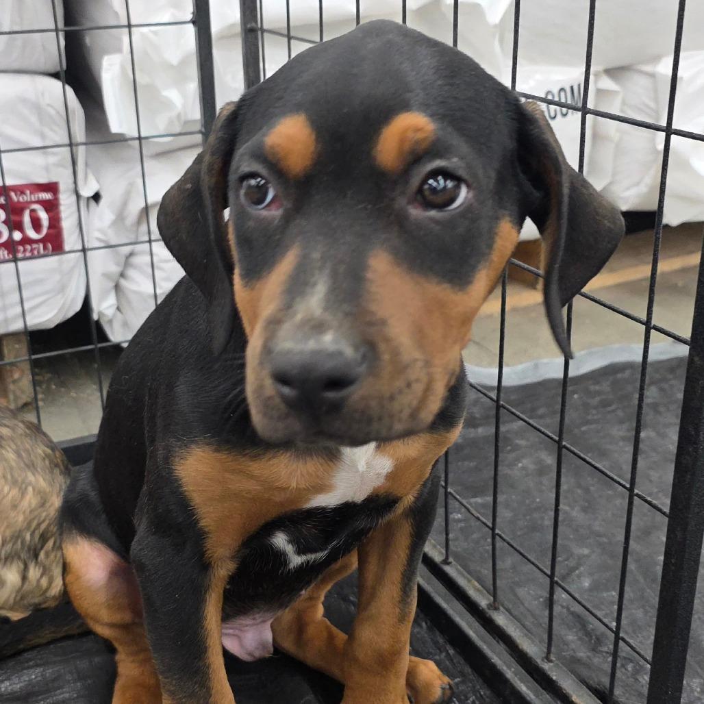 Enlarge King, a Adoptable Mixed Breed in Lima, OH image 2/5