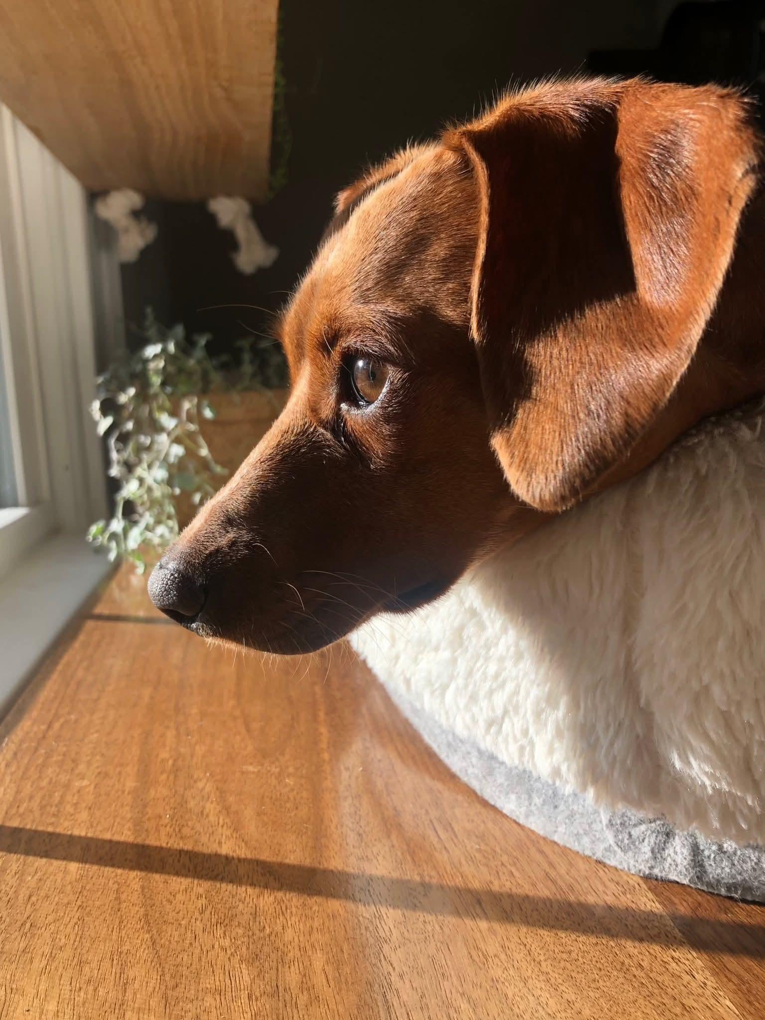 Enlarge Dahlia, a Adoptable Italian Greyhound in Glenmoore, PA image 1/3