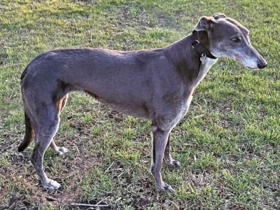 Enlarge Suzie (aka Let's Go Suzie), an adopted Greyhound in Dallas, TX image 1/2