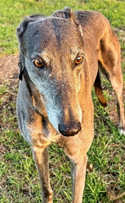 Enlarge Suzie (aka Let's Go Suzie), an adopted Greyhound in Dallas, TX image 2/2