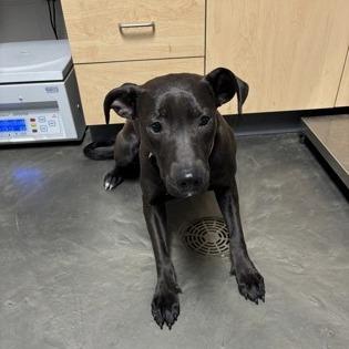 Heated Blanket, Adoptable, Young Female Mixed Breed.