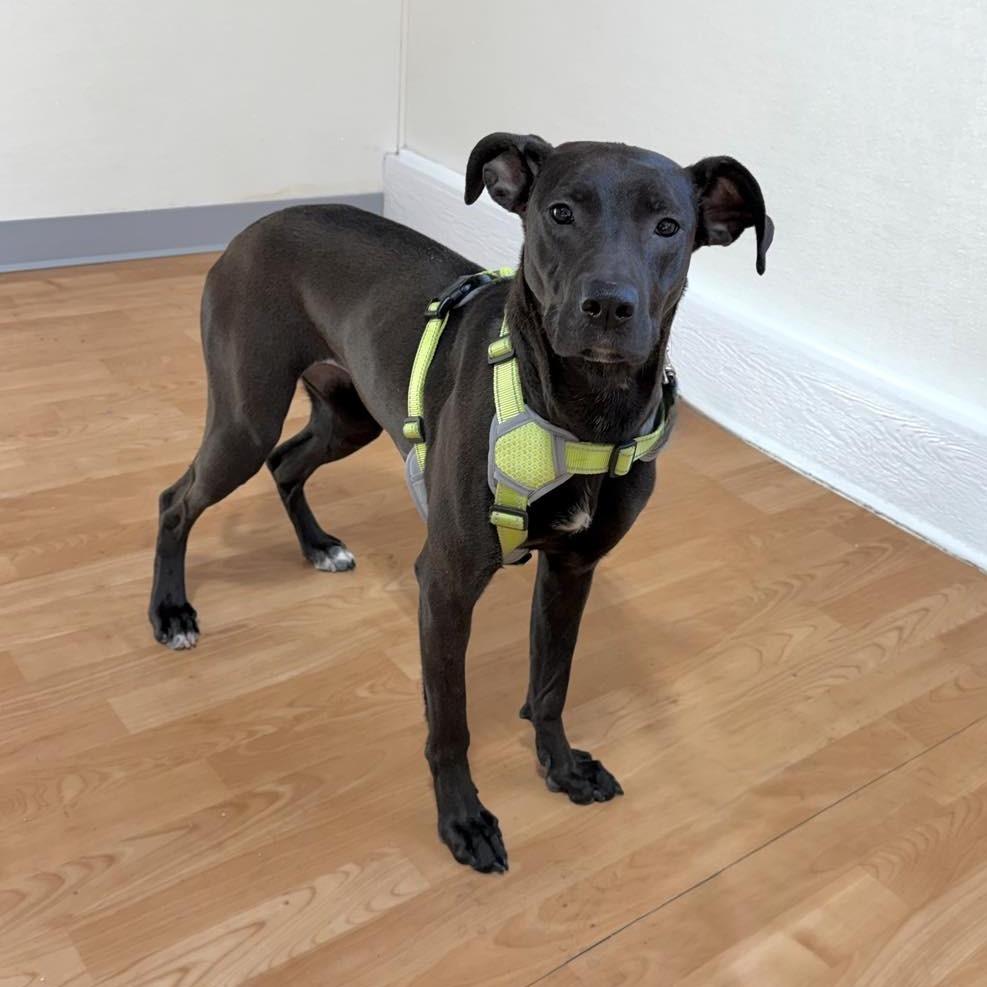 Enlarge Heated Blanket, a Adoptable Mixed Breed in DeKalb, IL image 2/4