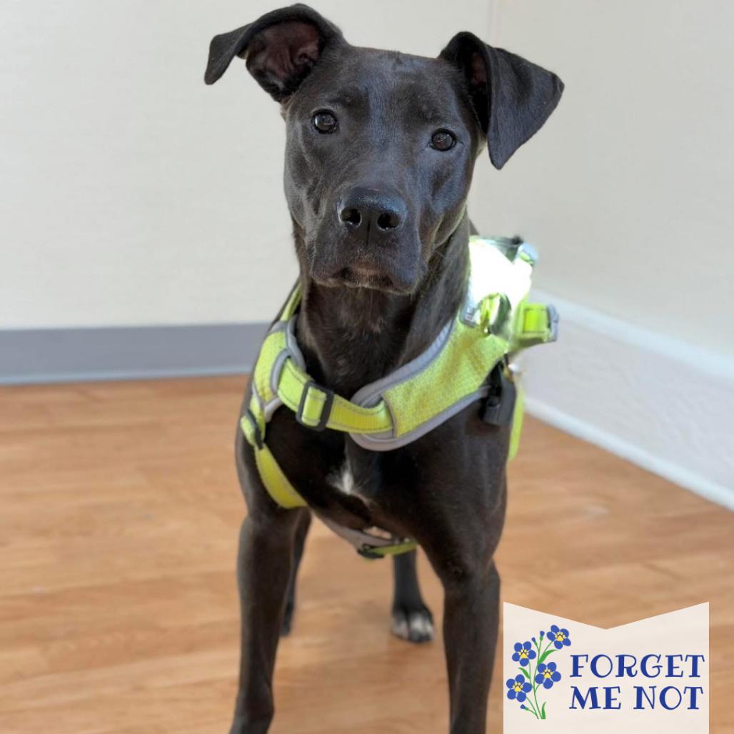 Enlarge Heated Blanket, a Adoptable Mixed Breed in DeKalb, IL image 2/3