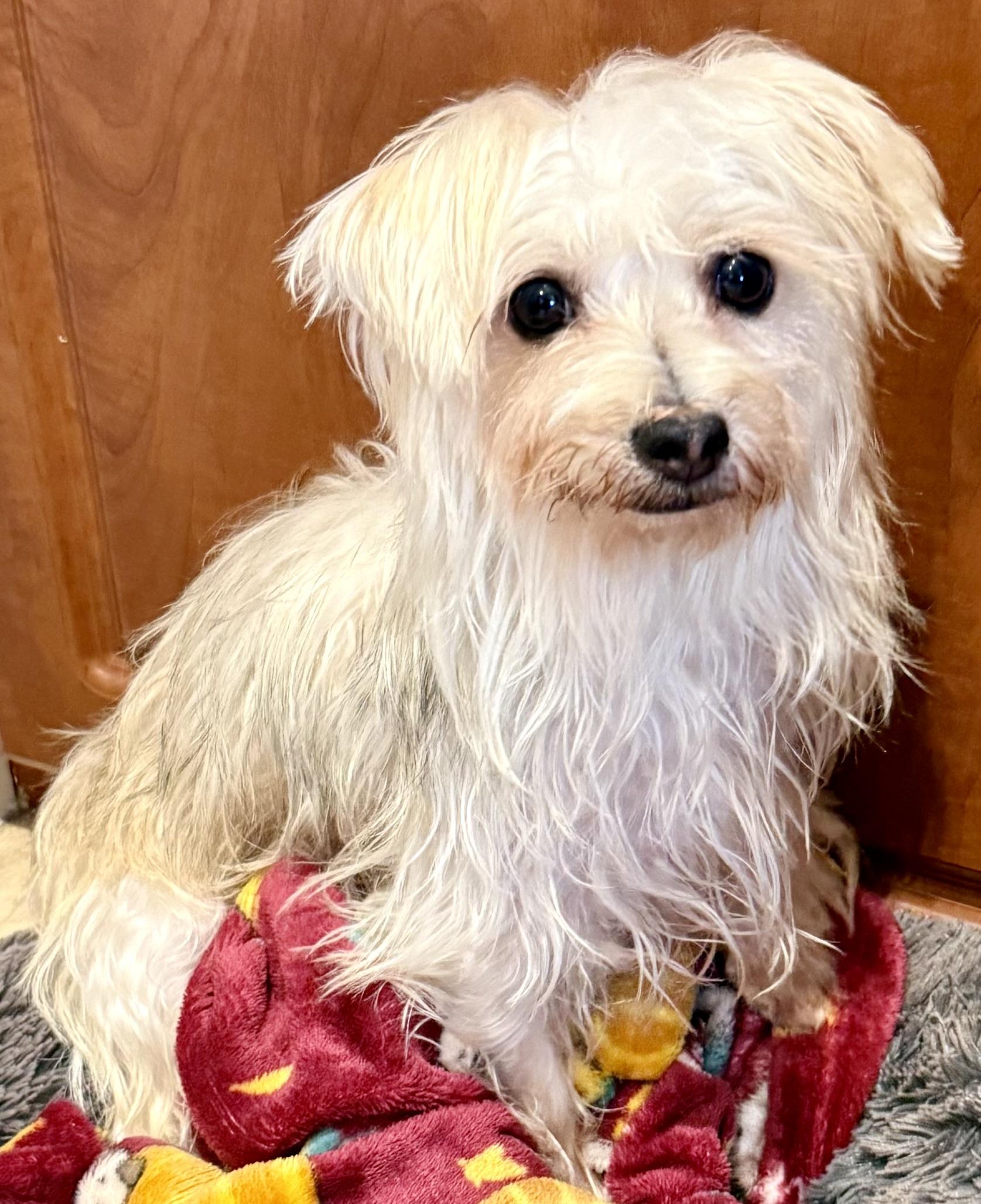 Enlarge Hypoallergenic Yorkie Mili, a Adopted Yorkshire Terrier in Boca Raton, FL image 2/6