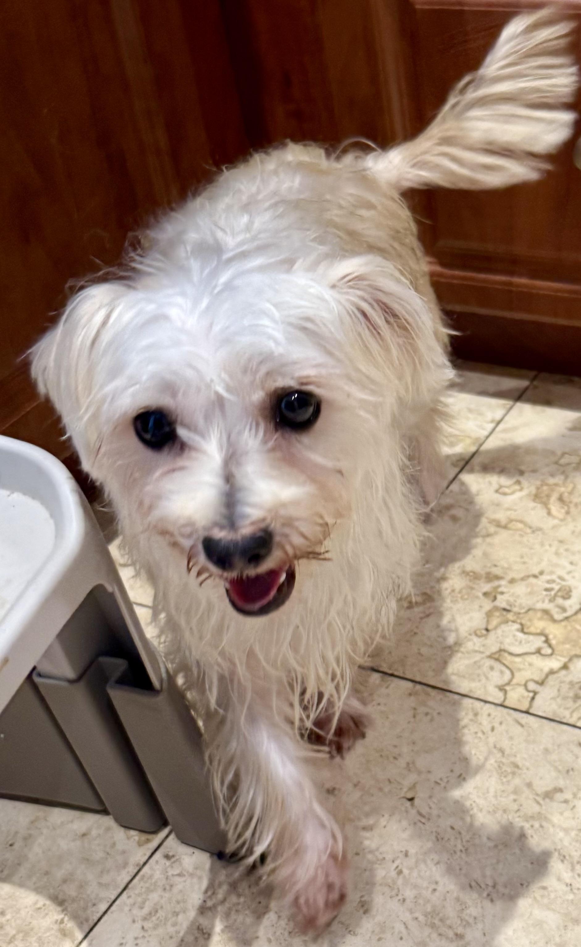 Enlarge Hypoallergenic Yorkie Mili, a Adopted Yorkshire Terrier in Boca Raton, FL image 5/6