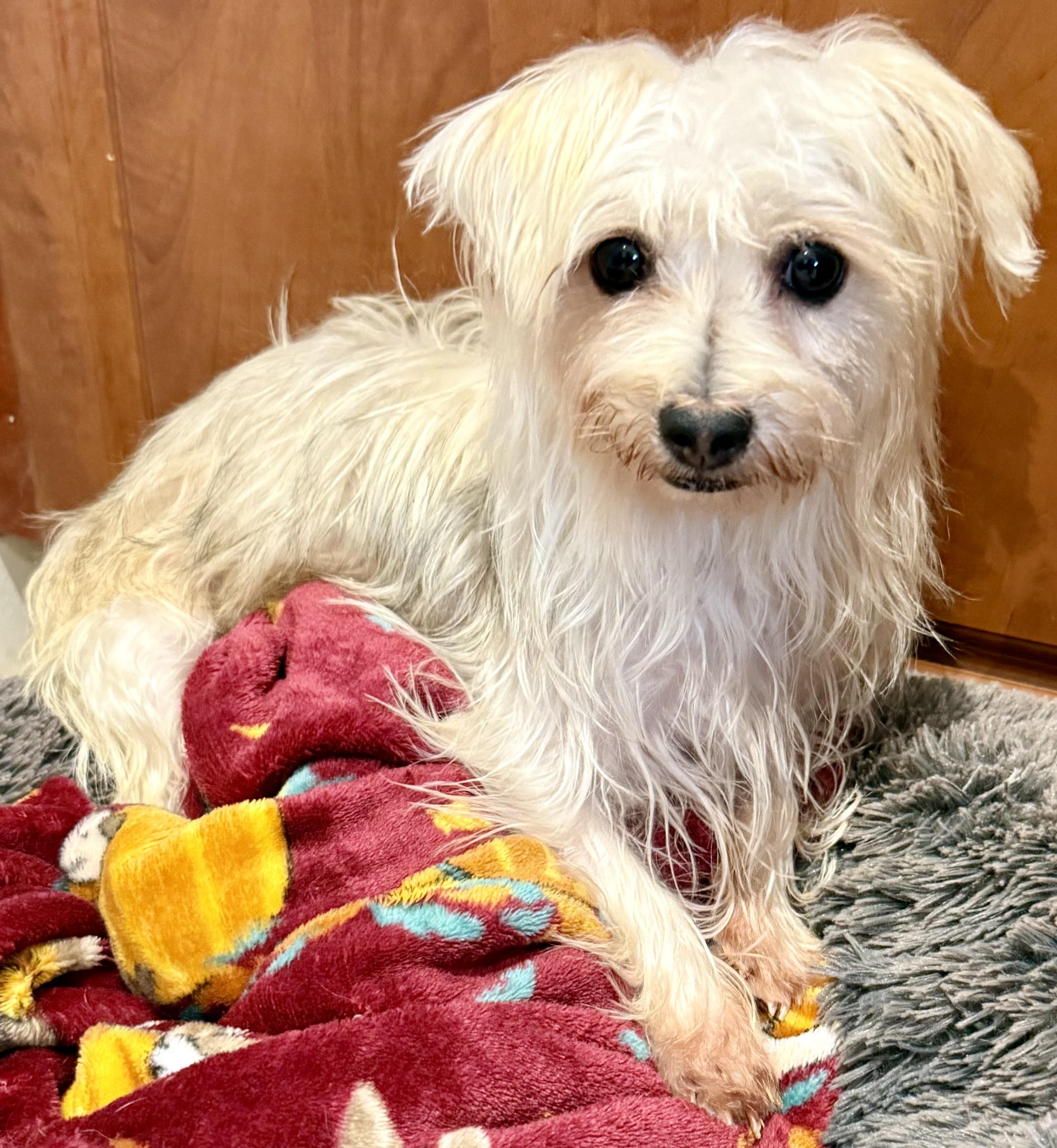 Enlarge Hypoallergenic Yorkie Mili, a Adopted Yorkshire Terrier in Boca Raton, FL image 3/6
