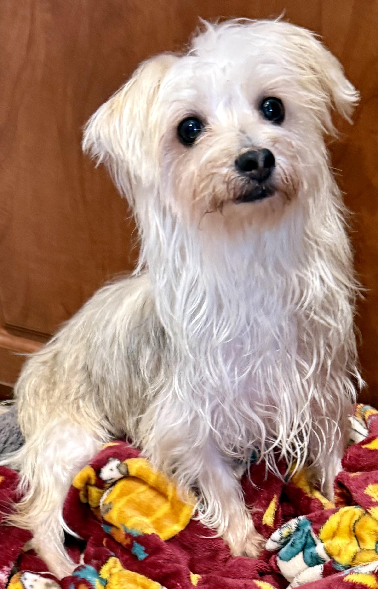 Enlarge Hypoallergenic Yorkie Mili, a Adopted Yorkshire Terrier in Boca Raton, FL image 4/6