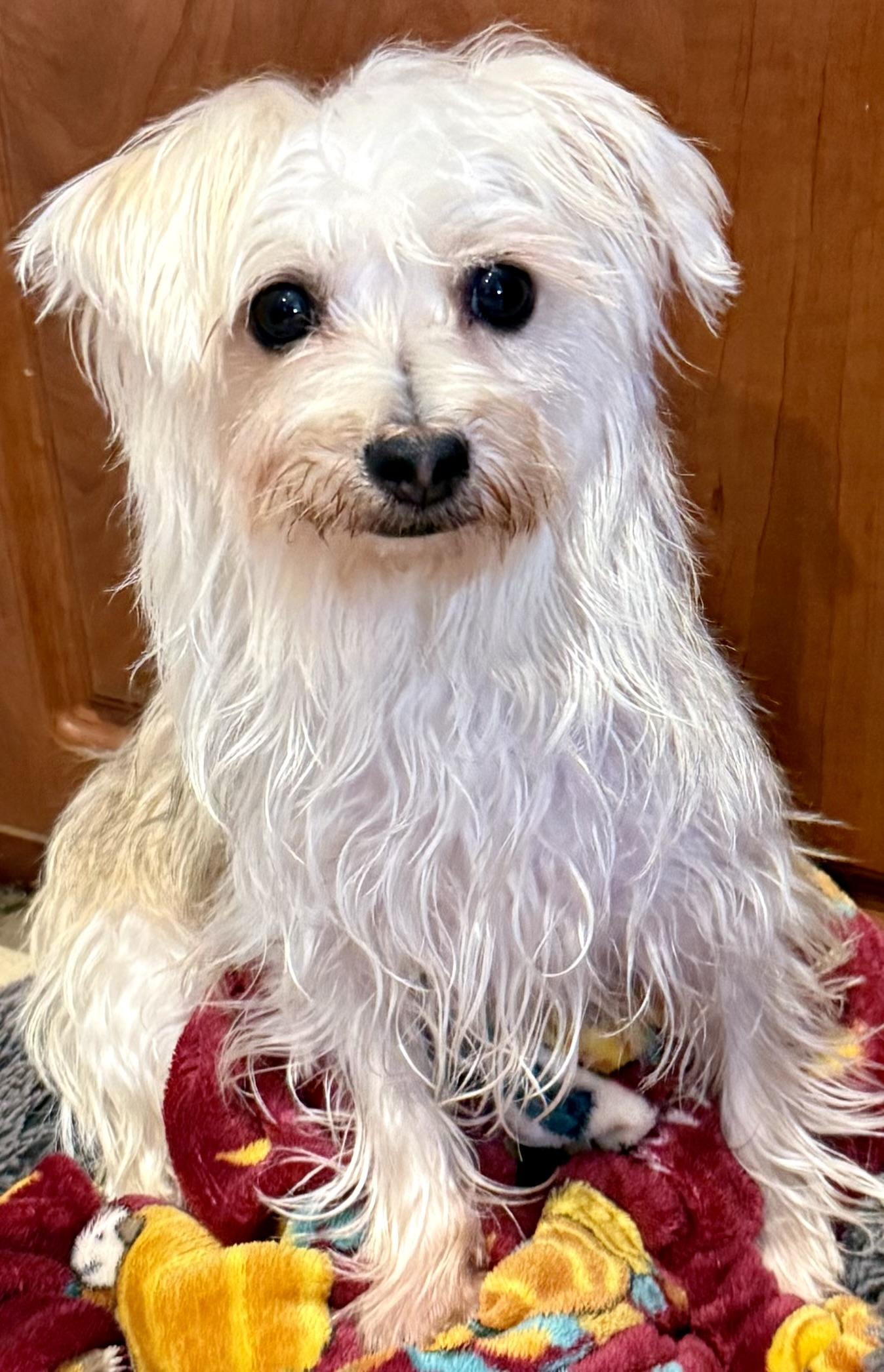 Enlarge Hypoallergenic Yorkie Mili, a Adopted Yorkshire Terrier in Boca Raton, FL image 1/6