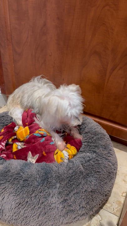 Enlarge Hypoallergenic Yorkie Mili, a Adopted Yorkshire Terrier in Boca Raton, FL video 6/6