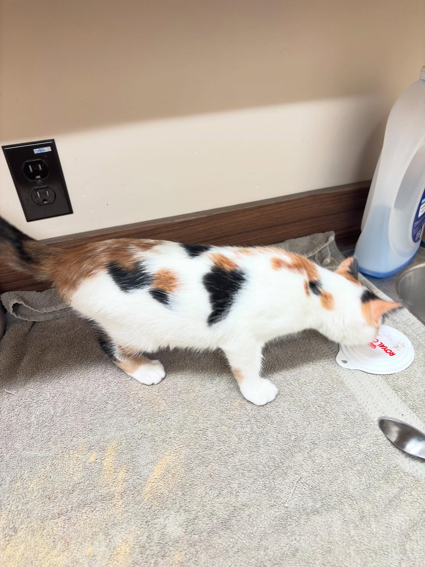 Enlarge Tulip, a Adopted Domestic Short Hair in Holland, MI image 1/3