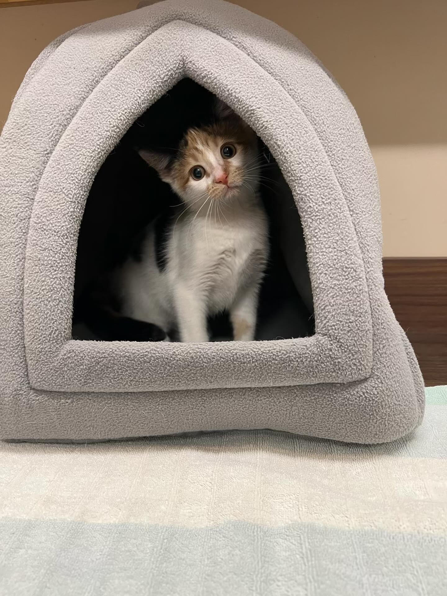 Enlarge Tulip, a Adopted Domestic Short Hair in Holland, MI image 2/3