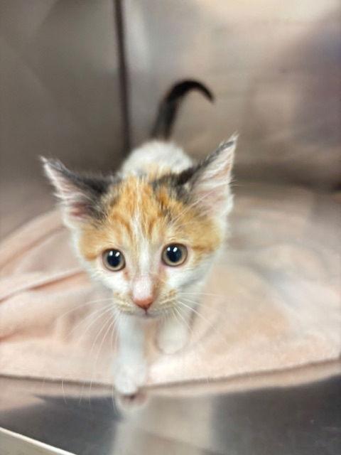 Enlarge Tulip, a Adopted Domestic Short Hair in Holland, MI image 3/3